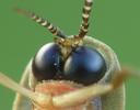 Lampyre ou ver luisant (Lampyris noctiluca)  tête du mâle en vue ventrale, photo 1.