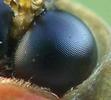 Lampyre ou ver luisant (Lampyris noctiluca)  oeil de mâle montrant les ocelles.
