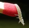 Lampyre ou ver luisant (Lampyris noctiluca) , larve juste née, sur allumette échelle, photo 2