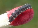 Lampyre ou ver luisant (Lampyris noctiluca) , larve  néonate pigmentée, sur allumette échelle, photo 3