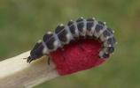 Lampyre ou ver luisant (Lampyris noctiluca), larve au 2e stade