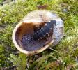Lampyre ou ver luisant (Lampyris noctiluca), larve mangeant un  gros escargot, photo 1.
