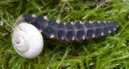 Lampyre ou ver luisant (Lampyris noctiluca), larve mangeant un escargot des dunes, photo 1.