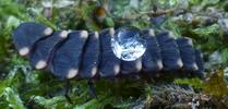 Lampyre ou ver luisant (Lampyris noctiluca), anti-adhésivité du tégument, photo 4.
