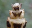 Lampyre ou ver luisant (Lampyris noctiluca) extrémité abdominale de larve normale , photo 1