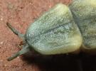 Lampyre ou ver luisant (Lampyris noctiluca)  antennes de  la larve prothétélique, photo 4?