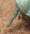 Lampyre ou ver luisant (Lampyris noctiluca)  antennes de  la larve prothétélique, photo 5.