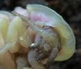 Lampyre ou ver luisant (Lampyris noctiluca)  tête de nymphe femelle en vue ventrale.