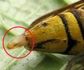 Sésie apiforme (Sesia apiformis), extrémité abdominale d'une femelle en position d'appel.