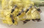 Apanteles glomeratus, adultes sur le vif.