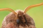 Bombyx laineux (Eriogaster lanestris),  mâle,  détail des antennes.