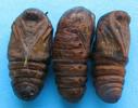 Bombyx laineux (Eriogaster lanestris),  chrysalides.