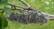 Bombyx laineux (Eriogaster lanestris), éclosions des chenilles, photo 2.
