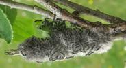 Bombyx laineux (Eriogaster lanestris), éclosions des chenilles, photo 3.