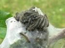 Bombyx laineux (Eriogaster lanestris), chenilles au 2e stade sur  leur nid, photo 2.