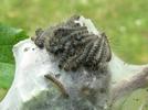 Bombyx laineux (Eriogaster lanestris), chenilles au 2e stade sur  leur nid, photo 2.