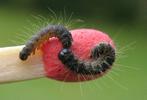 Bombyx laineux (Eriogaster lanestris),  comparaison entre chenille du 1e et du 2e stade, photo 1..