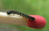 Bombyx laineux (Eriogaster lanestris),  chenille au 2e stade, photo 1.