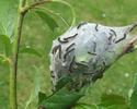 Bombyx laineux (Eriogaster lanestris), chenilles au 2e stade sur leur nid, photo 3