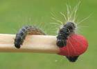 Bombyx laineux (Eriogaster lanestris), duo comparatif de chenilles au 2 et et 3e stade, photo 2.