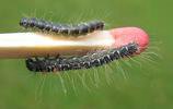 Bombyx laineux (Eriogaster lanestris), duo comparatif de chenilles au 2 et et 3e stade, photo 1.