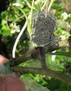 Bombyx laineux (Eriogaster lanestris),  nid sur aub&eacute;pine,  chenilles  "in natura", stade 1, photo 1.