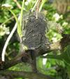 Bombyx laineux (Eriogaster lanestris),  nid sur aubépine,  chenilles "in natura" stade 1, photo 2.