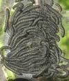 Bombyx laineux (Eriogaster lanestris),  nid sur aubépine,  chenilles "in natura" stade 1, photo  3.