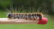 Bombyx laineux (Eriogaster lanestris),  chenille au 4e stade, sur allumette/échelle, photo 2.