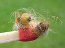 Bombyx laineux (Eriogaster lanestris),  chenille venant de passer au 4e stade, photo 1.