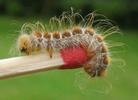 Bombyx laineux (Eriogaster lanestris), chenille venant de passer au 4e stade, photo 2.