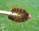 Bombyx laineux (Eriogaster lanestris), chenille au 5e et dernier stade, photo 1..