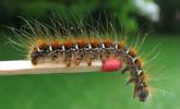 Bombyx laineux (Eriogaster lanestris), chenille au 5e et dernier stade, photo 12