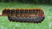 Bombyx laineux (Eriogaster lanestris),  duo comparatif entre chenilles L4 et L5.