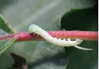 chenille naissante de Laothoe populi