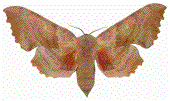 Sphinx du peuplier, exemplaire de collection.