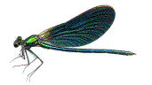 calopteryx mâle