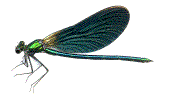 calopteryx m&acirc;le