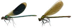 exemple de dimorphisme sexuel (calopteryx splendens)