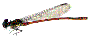 agrion