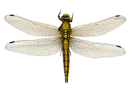 exemple d'anisoptère