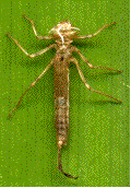 exuvie nymphale de libellule (agrion)