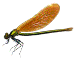 calopteryx