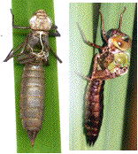 exuvie nymphale de libellule, et début d'une exuviation nymphale