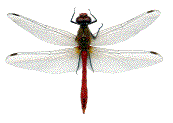 exemple d'anisoptère