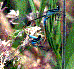 accouplement d'agrions, photo 1.