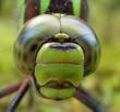 portrait d'aeschne (face)