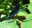 Calopteryx virgo mâle