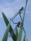 accouplement d'agrions, photo 3.