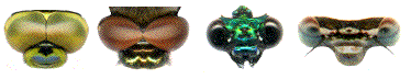 têtes de zygoptères et d'anisoptères